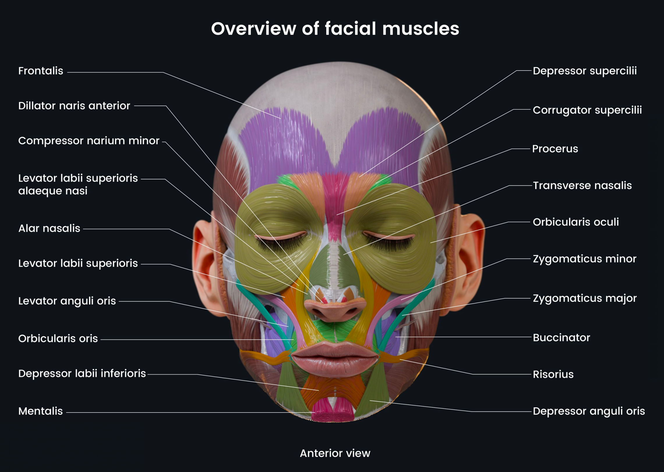 Anterior view of facial muscles, labelled by name and grouped by path